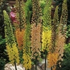 Eremurus Mix Units: Pack of 5 Bare Roots - Perennial Plants