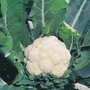 Cauliflower Alpha 7 Jubro