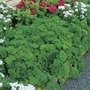 Curled Parsley Extra Triple Moss