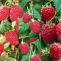 All Season Raspberry Collection