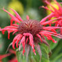 bergamot