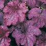 coral bells