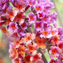 butterfly bush  (syn Flower Power)