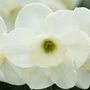 jonquilla daffodil