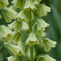 fritillary