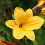 daylily