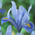 iris