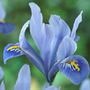 iris