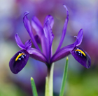 iris