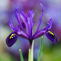 iris