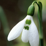 snowdrop