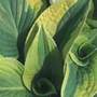 plantain lily