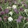 Fritillaria Pink Shades 50 Bulbs