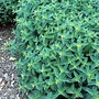 Herb : Marjoram : Sweet (Origanum marjorana) 1 packet