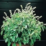 Basil : Lime (Ocimum Minimum) 1 packet (400 seeds)
