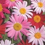 Pyrethrum T&M Single Mixed 1 packet (125 seeds)