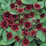 Potentilla thurberi amorubens Monarch's Velvet 1 packet
