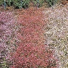 Gypsophila elegans Improved Mixed 1 packet