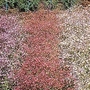 Gypsophila elegans Improved Mixed 1 packet
