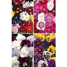 Winter Flowering Bedding Plants x 240 plug plants