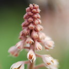 foam flower