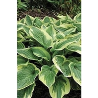 Hosta Widebrim x 5 young plants