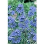 Caryopteris Heavenly Blue x 5 young plants