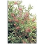 Escallonia Red Elf x 5 young plants
