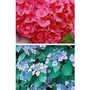 Hydrangea Collection x 10 plants