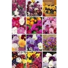 Massive Value Winter Bedding Plant Collection