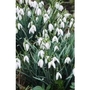 Snowdrops x 50 bulbs