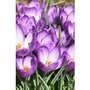 Crocus Meadow Springs Mixed x 50