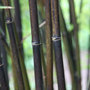 black bamboo