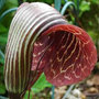 Cobra lily
