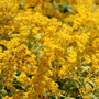 solidaster / golden rod