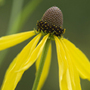 drooping coneflower