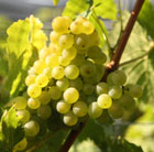 pink indoor grape