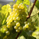 pink indoor grape