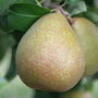 pear   double U cordon