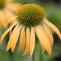 coneflower