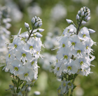 speedwell