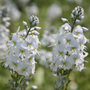 speedwell
