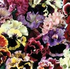 50 plus 20 FREE Pansy Can Can Large Plug Plants