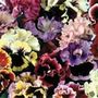50 plus 20 FREE Pansy Can Can Large Plug Plants
