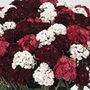 50 plus 20 FREE Sweet William Fragrant Fever Garden Ready Plugs