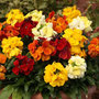 50 plus 20 FREE Wallflower Fortune Garden Ready Plugs
