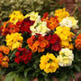 20 plus 8 FREE Wallflower Fortune Garden Ready Plugs