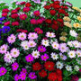 50 plus 20 FREE Aster Vanity Fayre Large Plug Plants