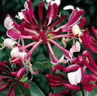 late Dutch honeysuckle