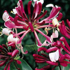 late Dutch honeysuckle